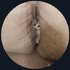 pake.z.klu.pake.s