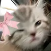 kai_inwonderland