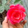 tanhaislam474