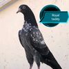 md.riyad9717