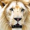 wafa.abbas662