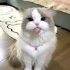 hi.bng7