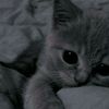 anastasya.lisyuk