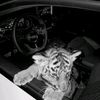 thzada_045