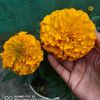 zara.begum61