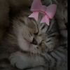 rey_addam_ss