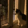 licewlsn