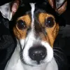 mateja_dogy