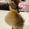 sienna_2.0.1.2