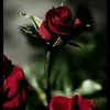 113baqi_almtwg
