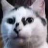 diegxtf50