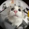 kenjo