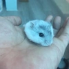 hamster.quy.nhn