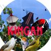 kicau_layangan