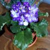sefa_flowers