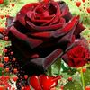 user213832800692