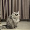 shosho_o063