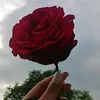user71044424607262
