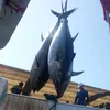 moustapha.rabii