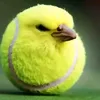 suspeciouse.bird