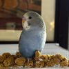 blueberrythebluebird43