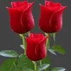 thanh.nhn3589