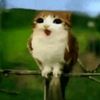 gatito_photocards123