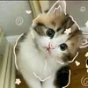 asiasal7