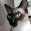 fatemaezzahra86