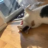 waffle_hi
