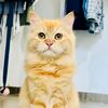 eliecatgirl