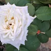 leobenevides41
