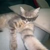 yasser_lhadi