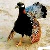 muhmmad.abubakker