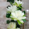 noora.habiba
