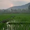 cah.liliran