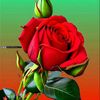 islam668086