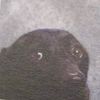 branqon.wav