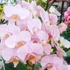 wilia.rosa46