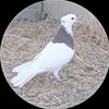 harun_qasab01