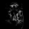 dard___209