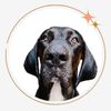 hound_dog_dodo