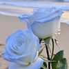user40310162201706