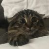 princesslunathekittycat