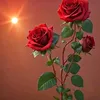 987987hameed