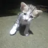 mhkimanhh