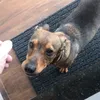 joo.do.biscoito