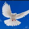 trntrung449