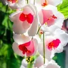 phuonghuynh3231