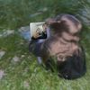 neforlol2